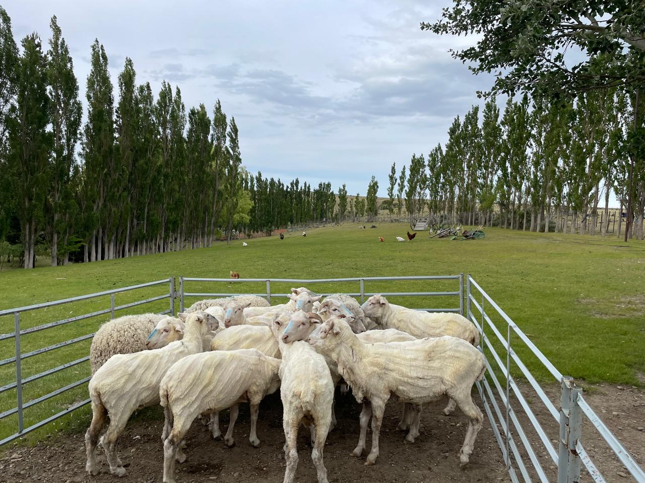 Demostración de esquila