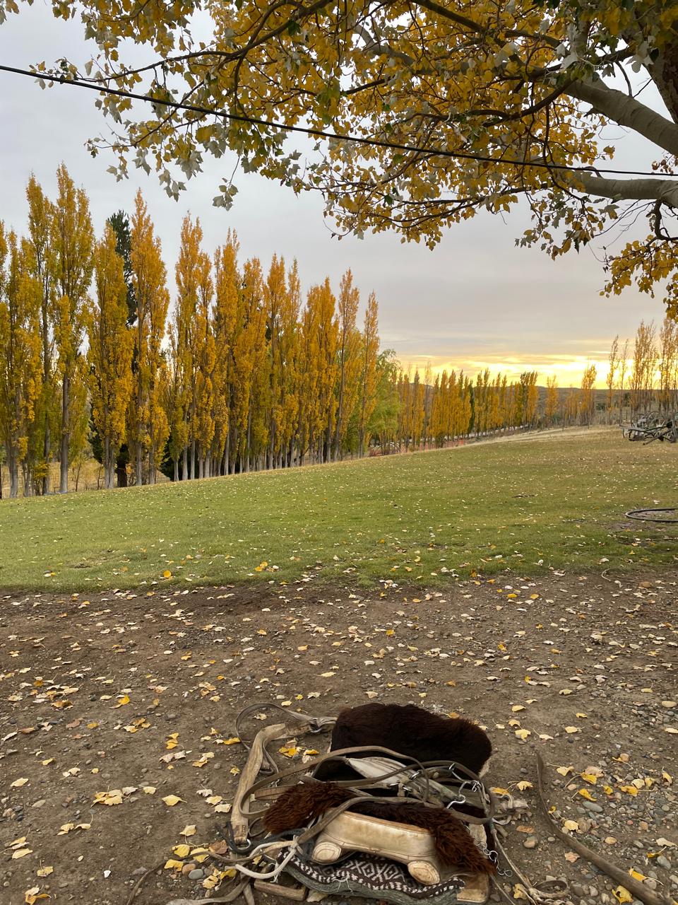 Caballos en el campo